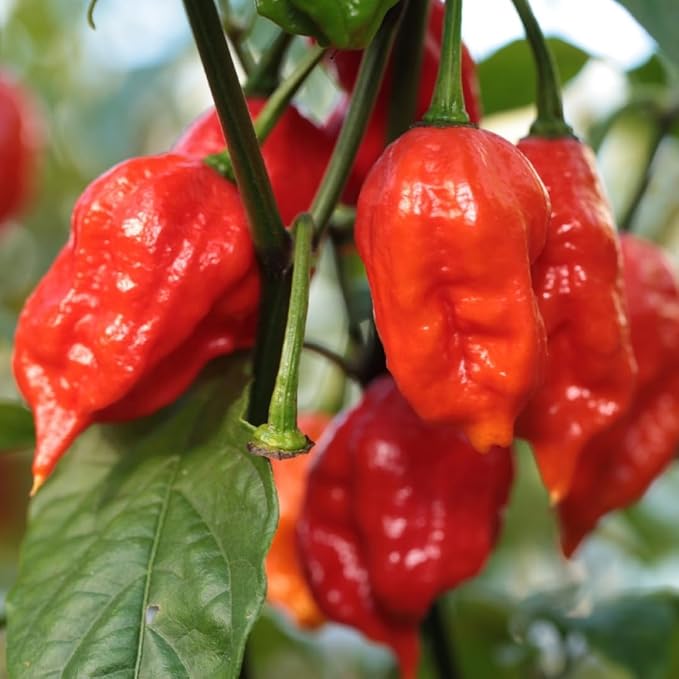 Bhut Jolokia Chile Ghost Pepper