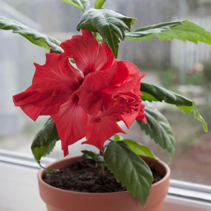 hibiscus-red