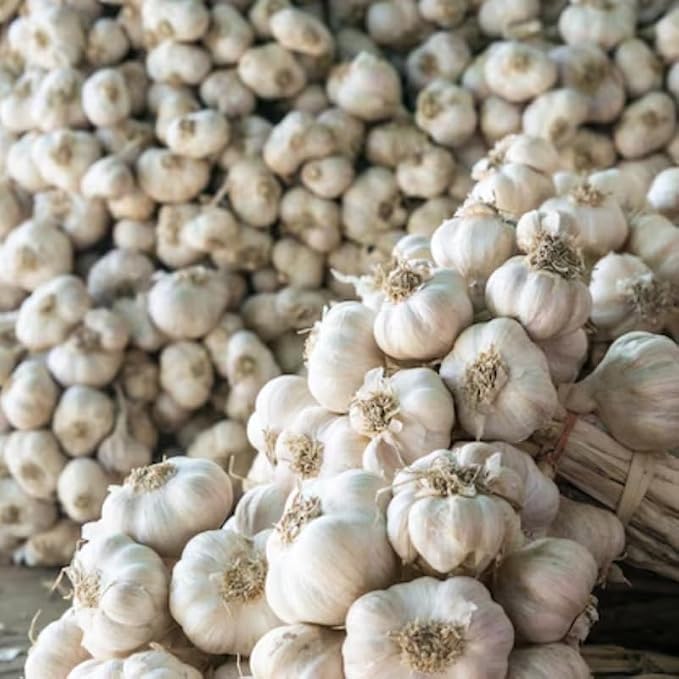 White Garlic