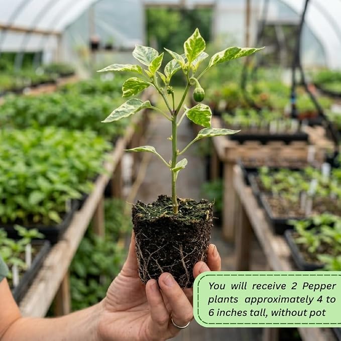 Variegated Chocolate Cherry Peppers
