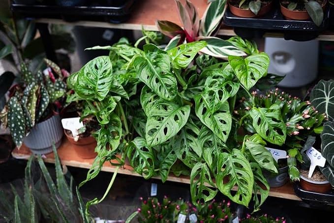 Swiss Cheese Plant Potting Mix