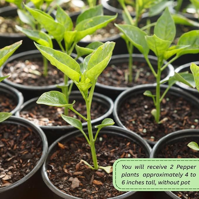 Long Thin Hot Red Peppers