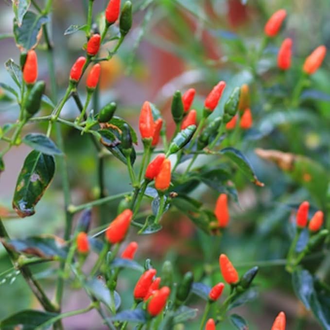 Chiltepin Tepin Bird Pepper