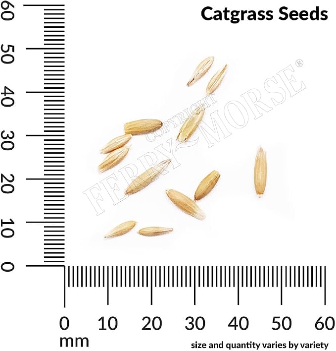 Catgrass Seed Multipack - 7 Pack