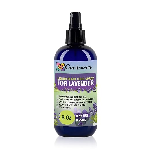 LAVENDER