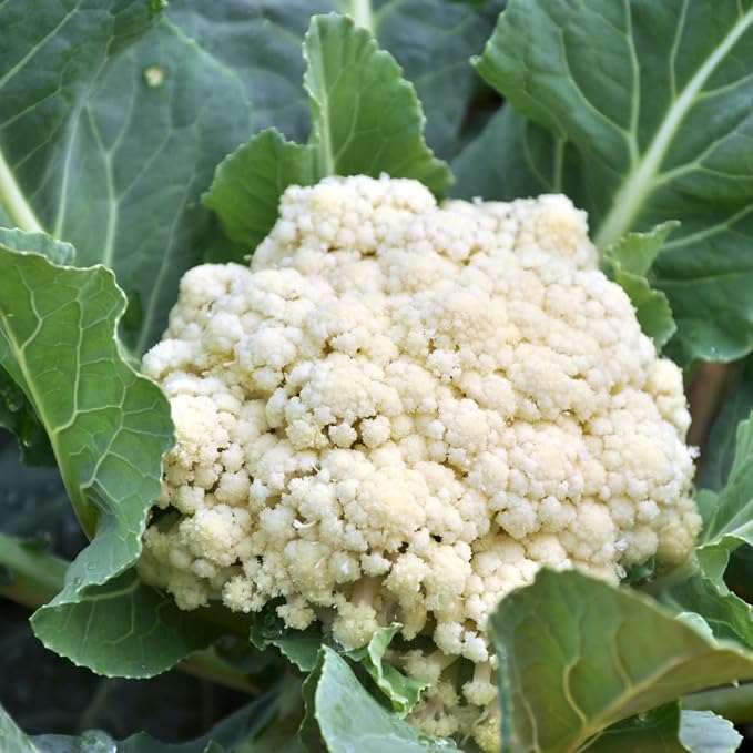 White Cauliflower