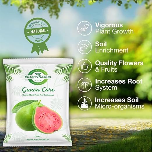 Guava
