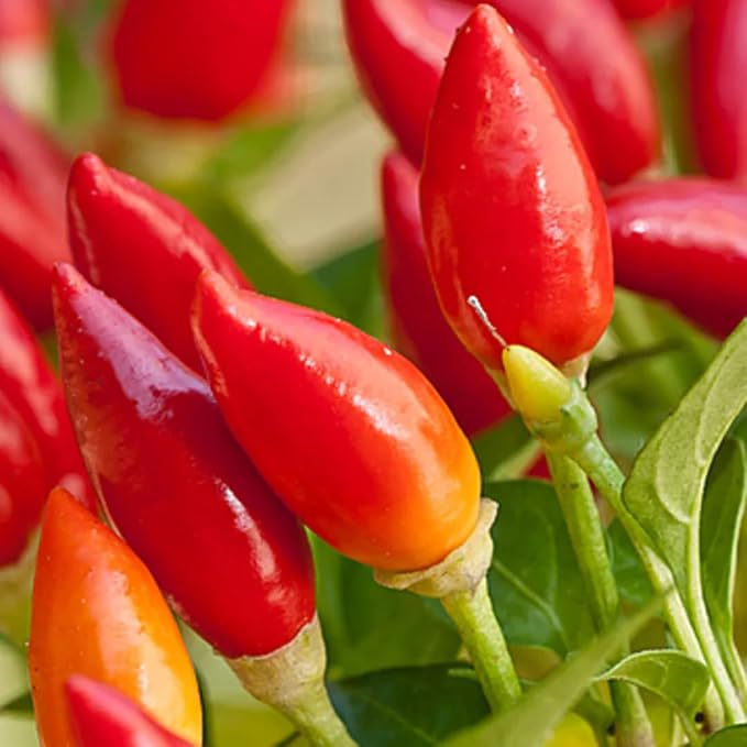 Mildly Hot Pepper
