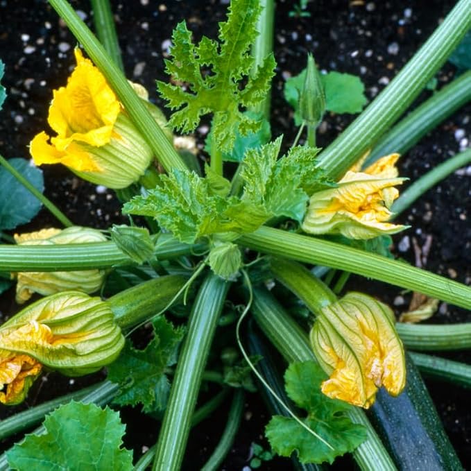 Green Squash