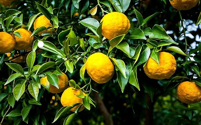 CITRON TREE
