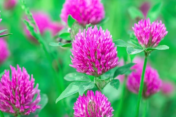 Red Clover - 8 Oz.