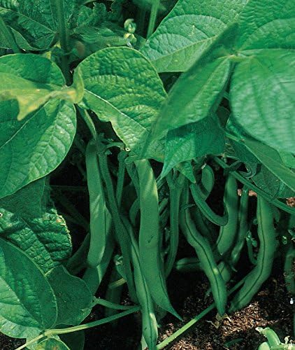 Stringless Green Pod