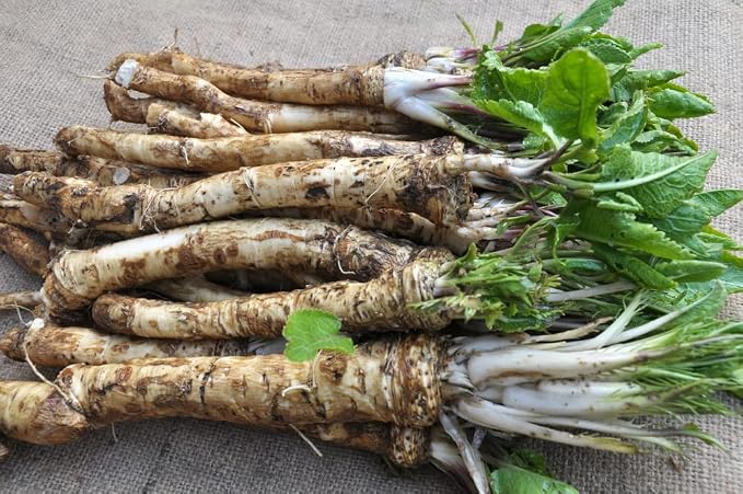 12 Roots