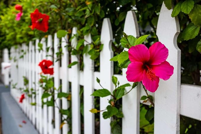 hibiscus-pink