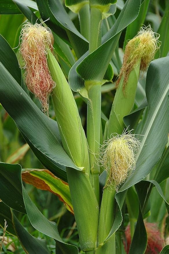 __DEFAULT__