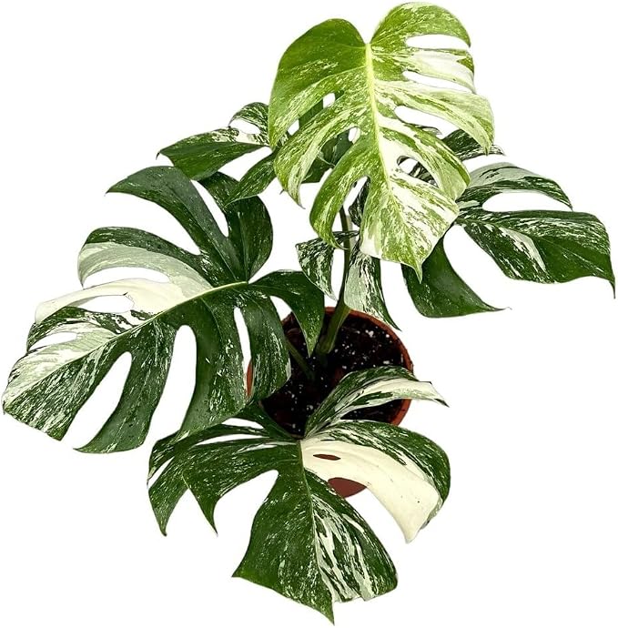 Monstera Albo Variegata Soil Mix