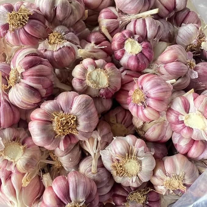 Large Garlic