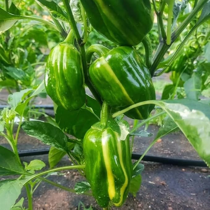 Variegated Chocolate Cherry Peppers