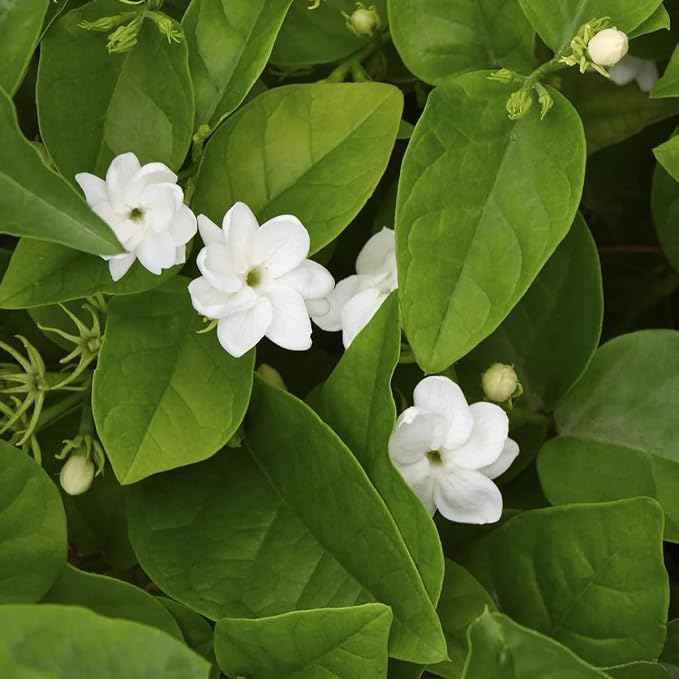 arab-jasmine