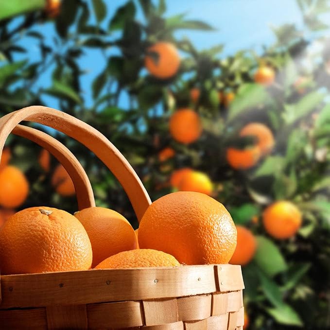 ORANGE TREE