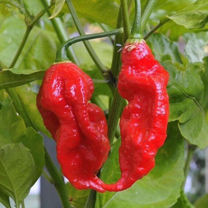 Bhut Jolokia Chile Ghost Pepper