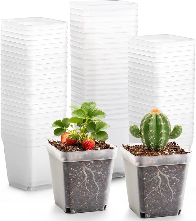 Clear Pot+domes 60p