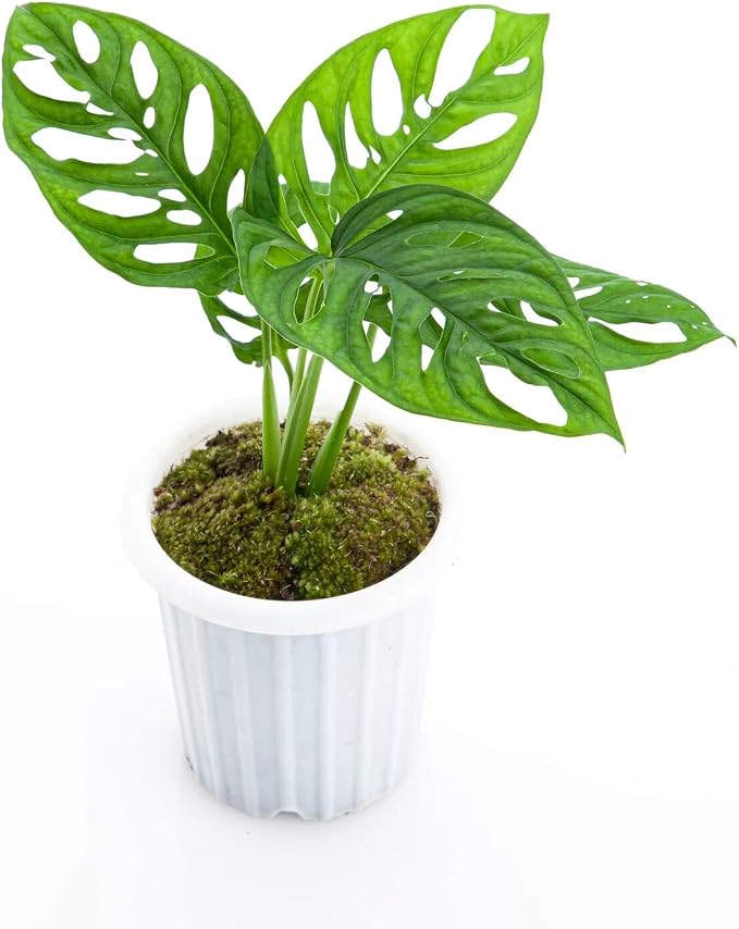 Monstera Acuminata Soil Mix