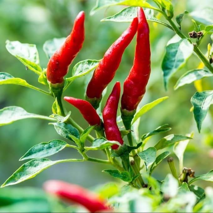 Red White Pepper