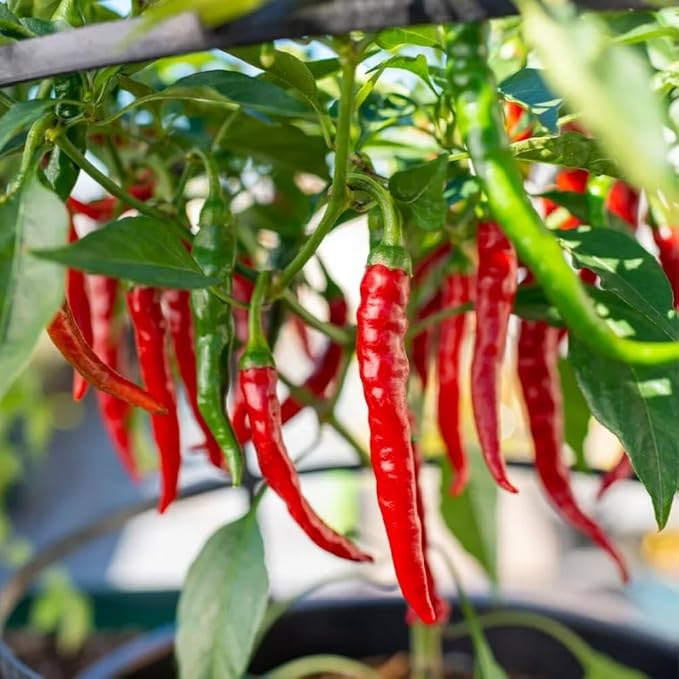 Long Thin Red Pepper