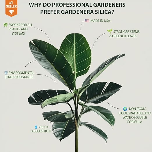 CITRUS TREE Plants