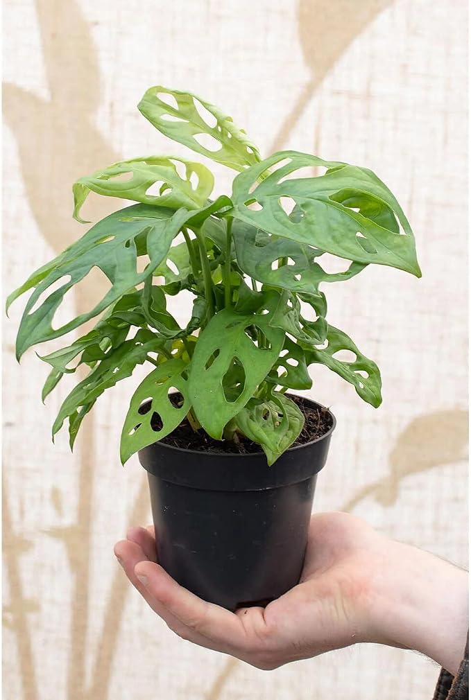 Five Holes Monstera Soil Mix