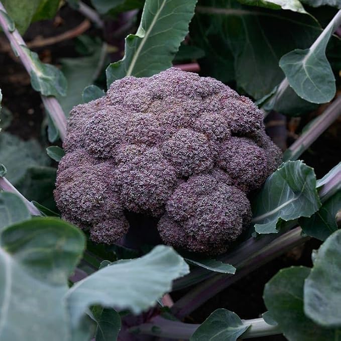 Purple Magic Hybrid