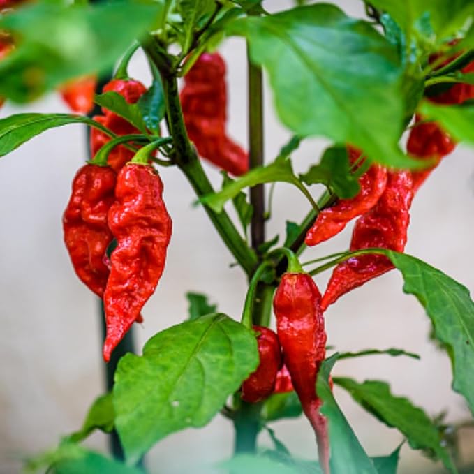 Bhut Jolokia Chile Ghost Pepper