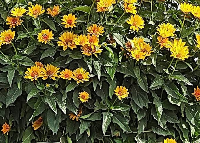 __DEFAULT__