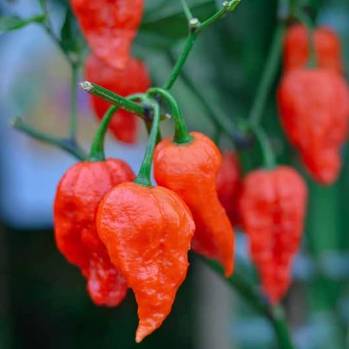 Bhut Jolokia Chile Ghost Pepper