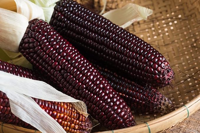 Bloody Butcher Corn