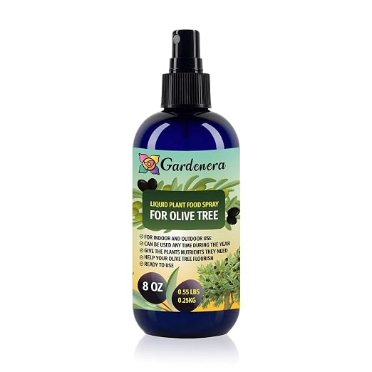 OLIVE TREE