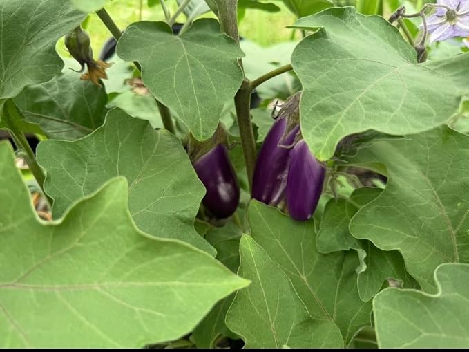 __DEFAULT__