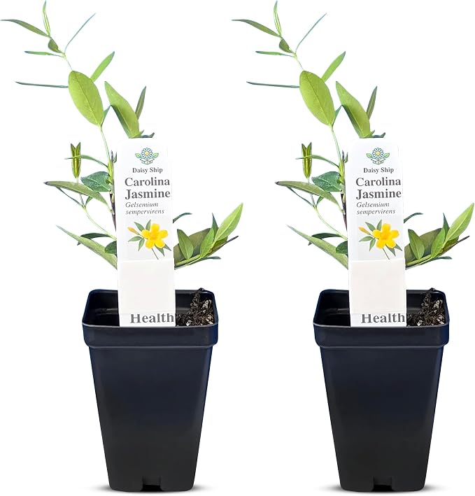 carolina-jasmine
