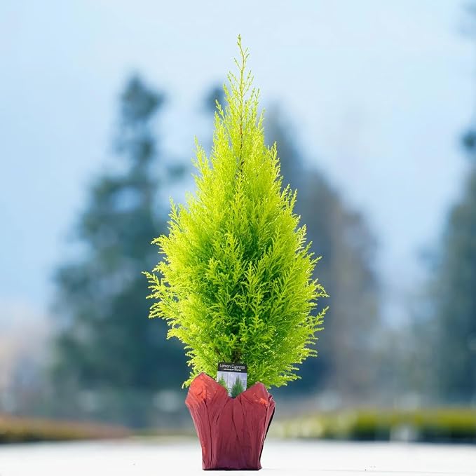 cypress-lemon