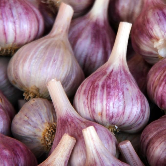 Purple Garlic