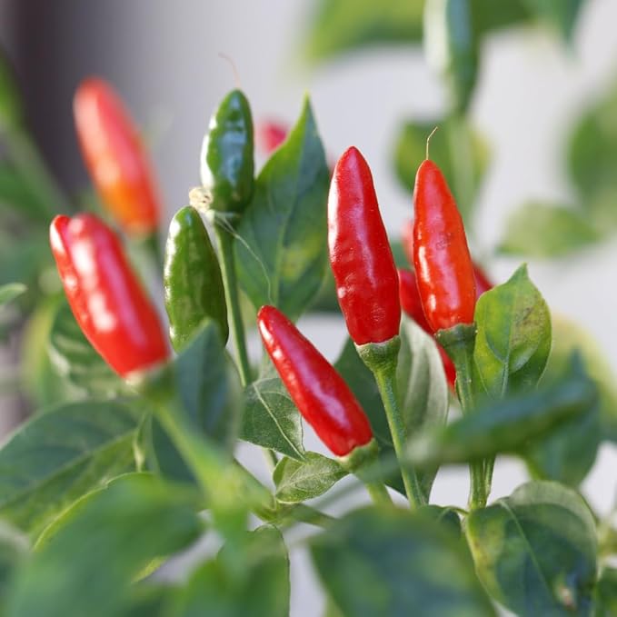 Mildly Hot Pepper
