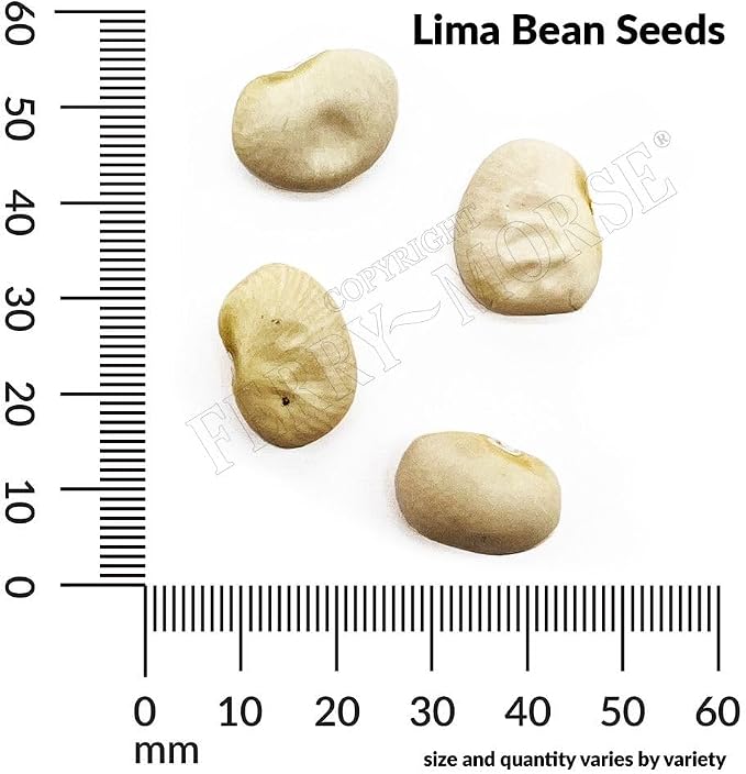 Lima Bean Fordhook Bush #242 Seed Bundle- 10 Pack