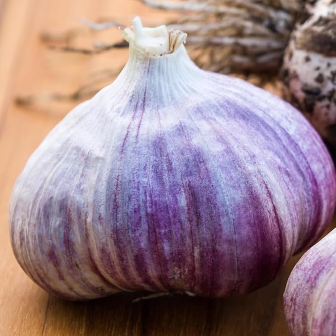 Purple Garlic
