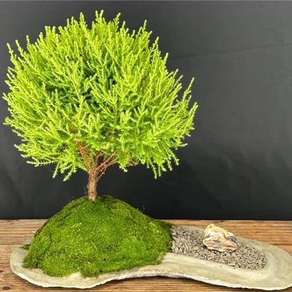 cypress-lemon