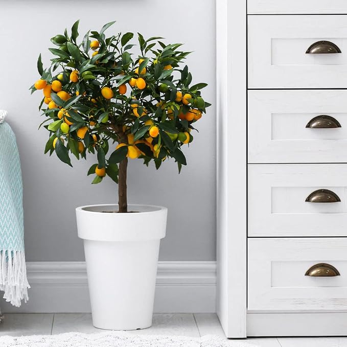 KUMQUAT TREE