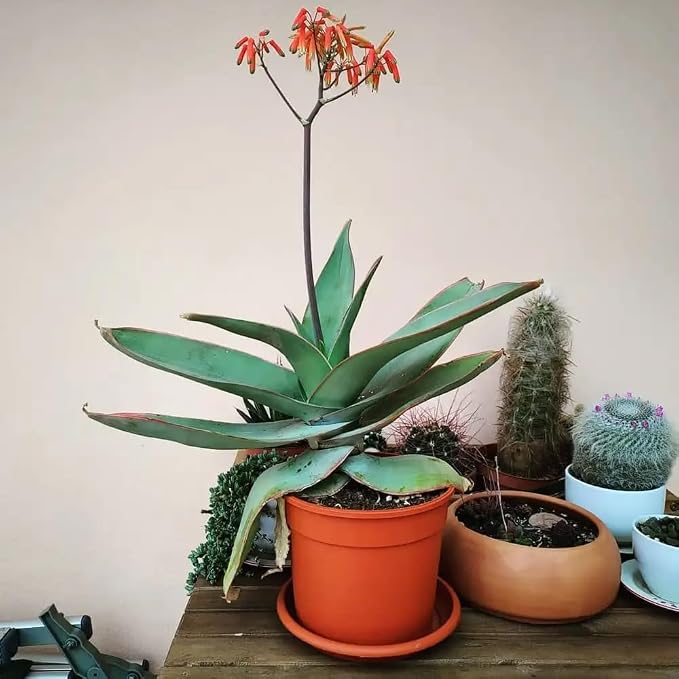aloe-coral