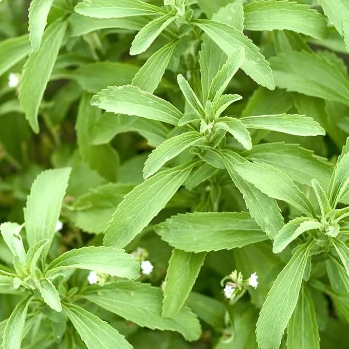 stevia