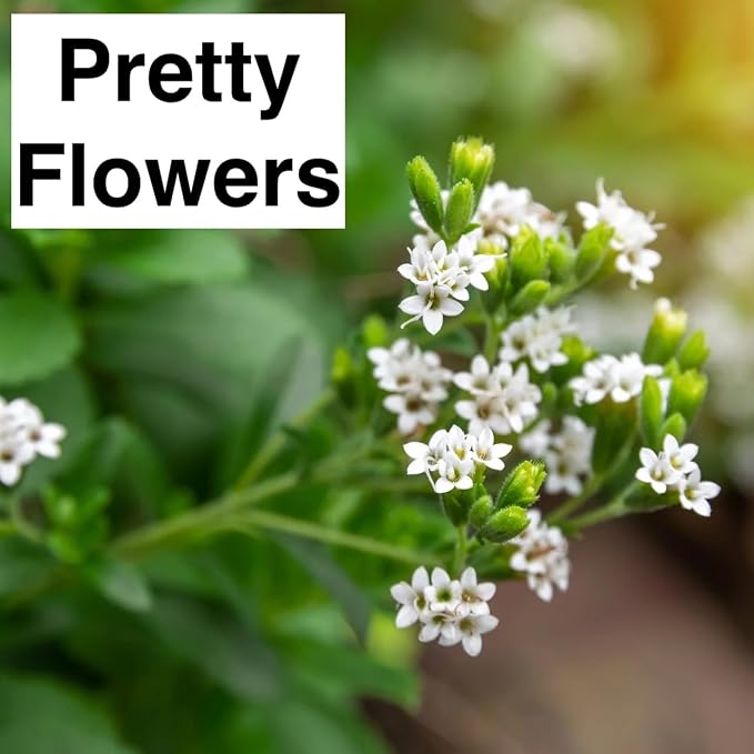 stevia