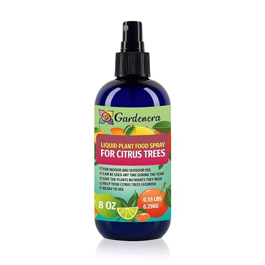 CITRUS TREE